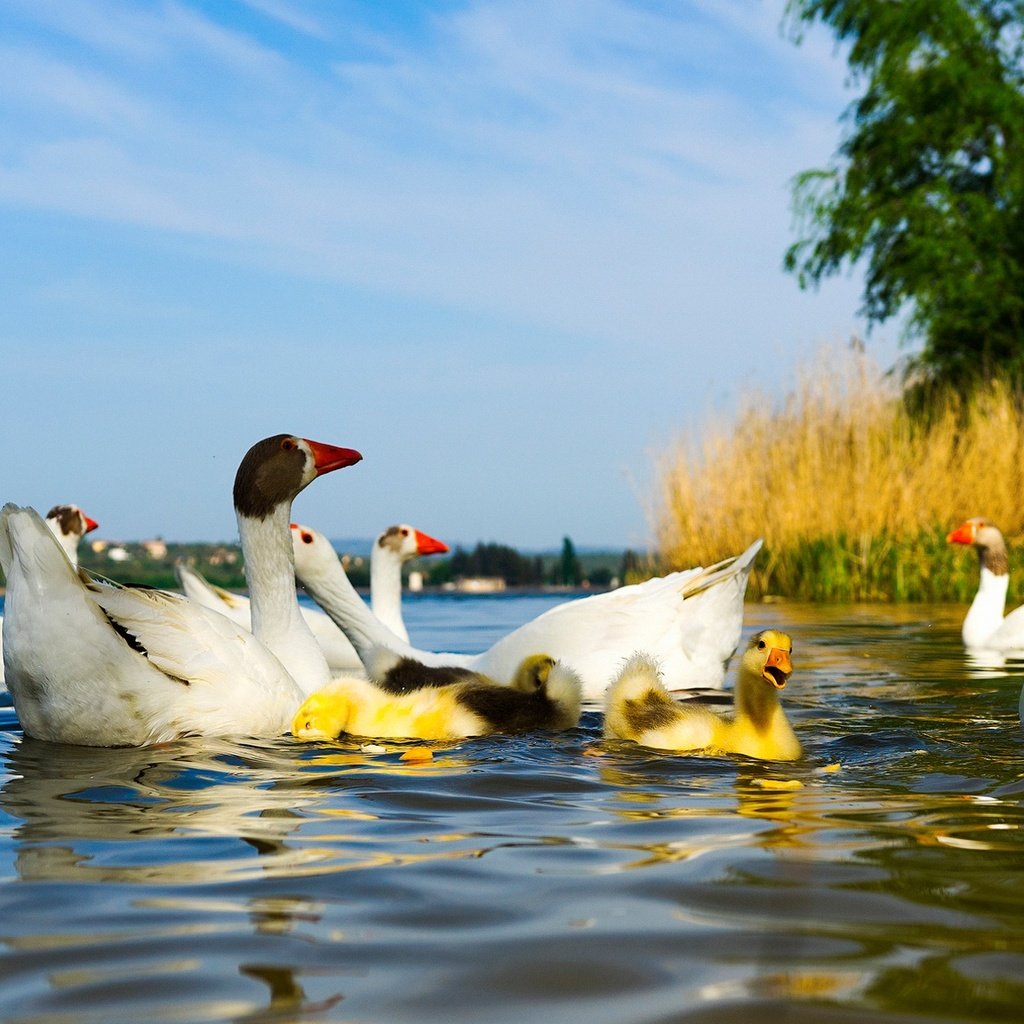 Обои вода, голубое небо, водоем, гусята, птицы, пруд, утята, утки, гусь, птенцы, гуси, geese, water, blue sky, pond, the goslings, birds, ducklings, duck, goose, chicks разрешение 2048x1152 Загрузить