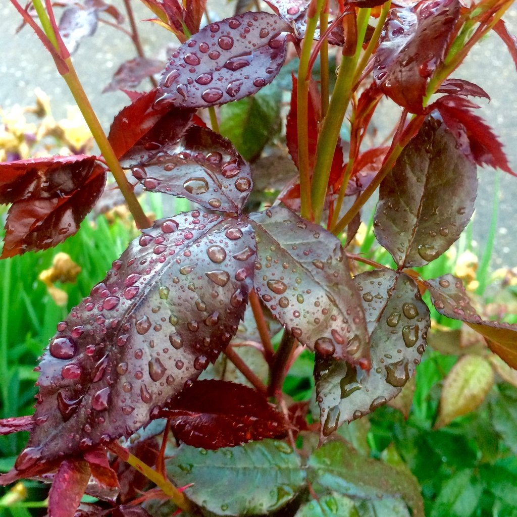 Обои листья, капли, капли воды, после дождя, leaves, drops, water drops, after the rain разрешение 2448x3264 Загрузить