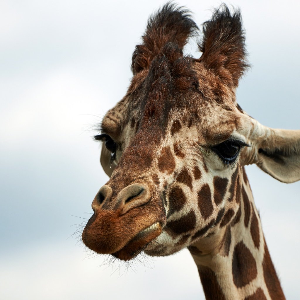 Обои морда, небо, животные, африка, жираф, face, the sky, animals, africa, giraffe разрешение 6016x3384 Загрузить
