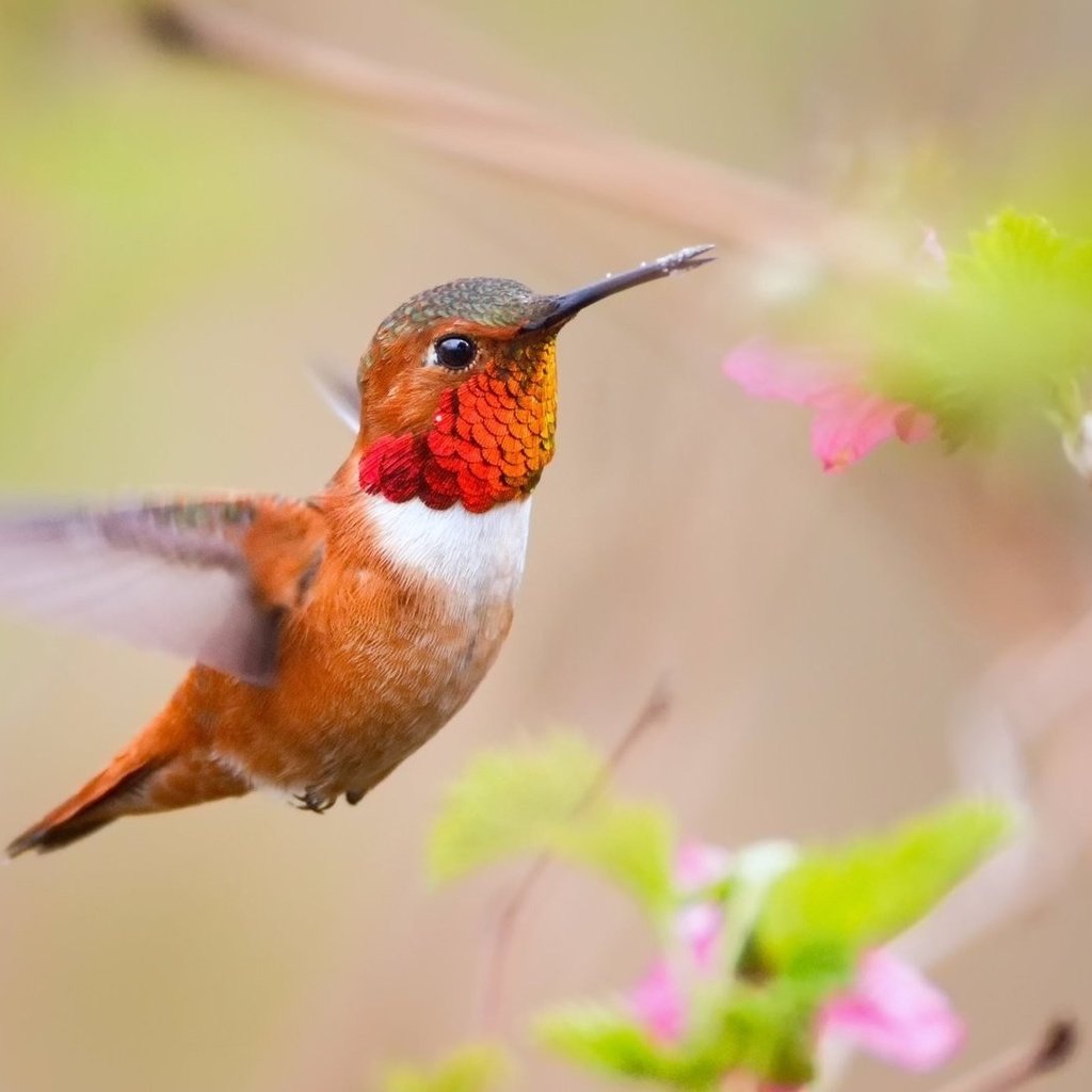 Обои цветы, птица, клюв, перья, колибри, размытие, flowers, bird, beak, feathers, hummingbird, blur разрешение 1920x1080 Загрузить