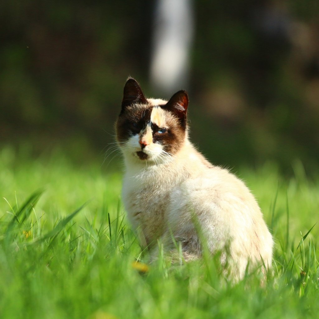 Обои трава, зелень, кот, мордочка, усы, кошка, взгляд, grass, greens, cat, muzzle, mustache, look разрешение 1920x1280 Загрузить