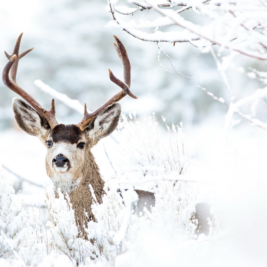 Обои снег, лес, олень, зима, ветки, иней, рога, snow, forest, deer, winter, branches, frost, horns разрешение 2560x1674 Загрузить