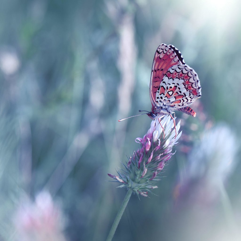 Обои цветы, насекомое, бабочка, крылья, размытость, juliana nan, flowers, insect, butterfly, wings, blur разрешение 2000x1448 Загрузить