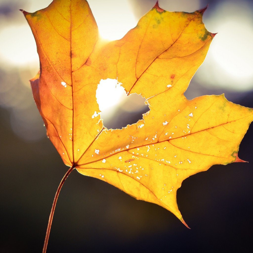 Обои осень, лист, сердце, любовь, кленовый лист, autumn, sheet, heart, love, maple leaf разрешение 2500x1656 Загрузить