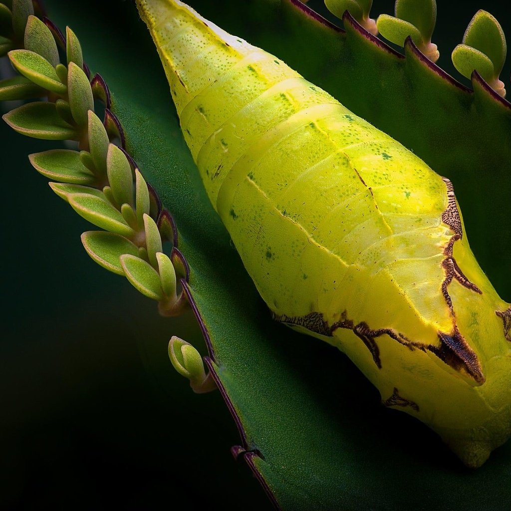 Обои листья, макро, насекомое, растение, гусеница, куколка, eugene banin, leaves, macro, insect, plant, caterpillar, doll разрешение 2000x1327 Загрузить