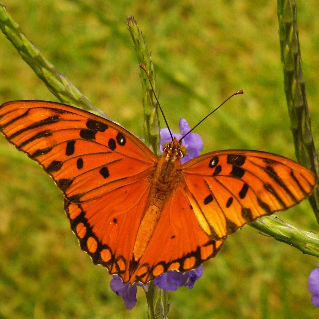 Обои цветы, насекомое, бабочка, крылья, размытость, flowers, insect, butterfly, wings, blur разрешение 2048x1301 Загрузить