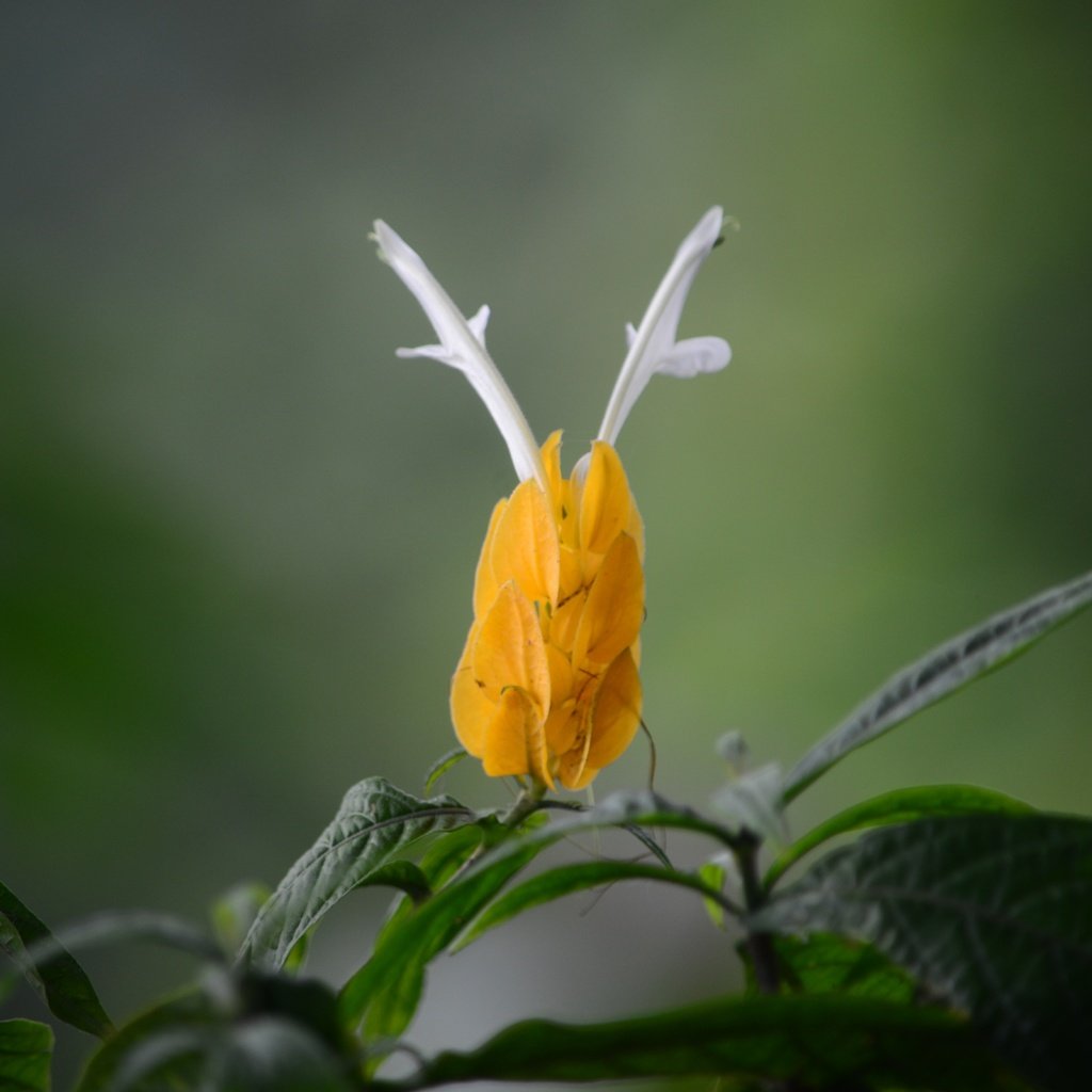 Обои желтый, листья, цветок, пахистахис, yellow, leaves, flower, pakistanis разрешение 4928x3264 Загрузить