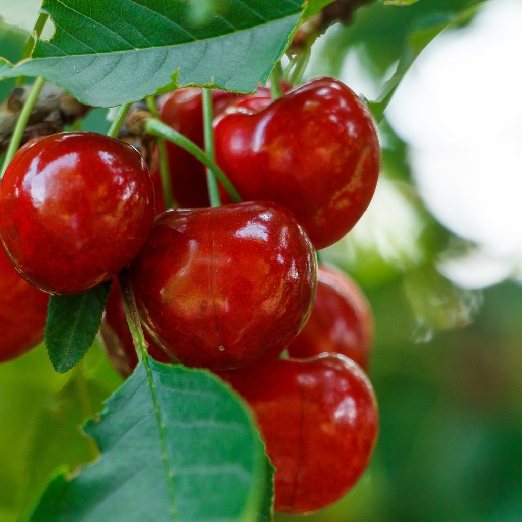 Обои ветка, листья, черешня, ягоды, вишня, branch, leaves, cherry, berries разрешение 2136x1424 Загрузить