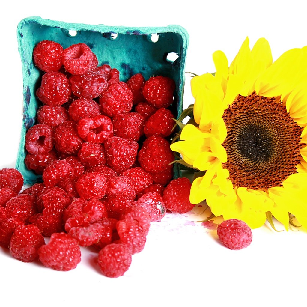 Обои цветок, малина, подсолнух, ягоды, белый фон, flower, raspberry, sunflower, berries, white background разрешение 4241x2828 Загрузить