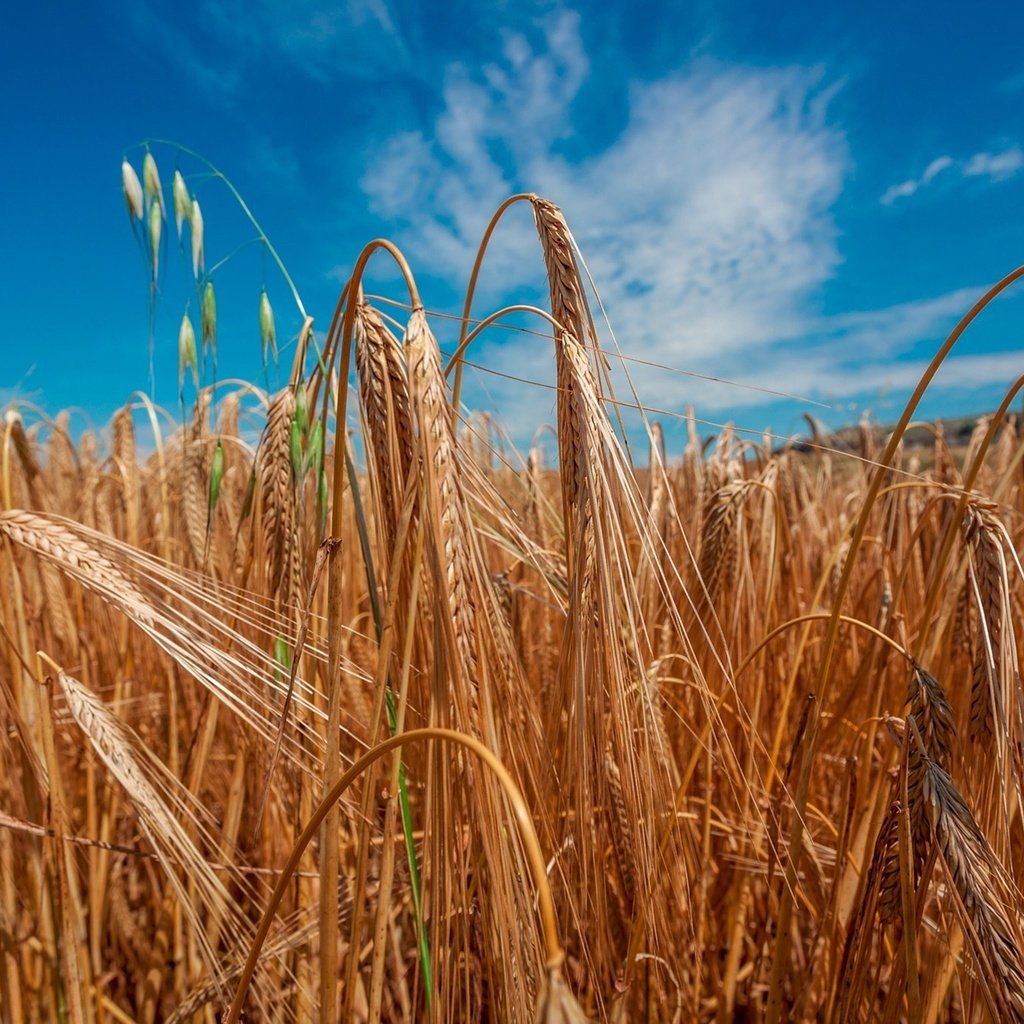 Обои небо, солнце, поле, колосья, пшеница, the sky, the sun, field, ears, wheat разрешение 2000x1333 Загрузить