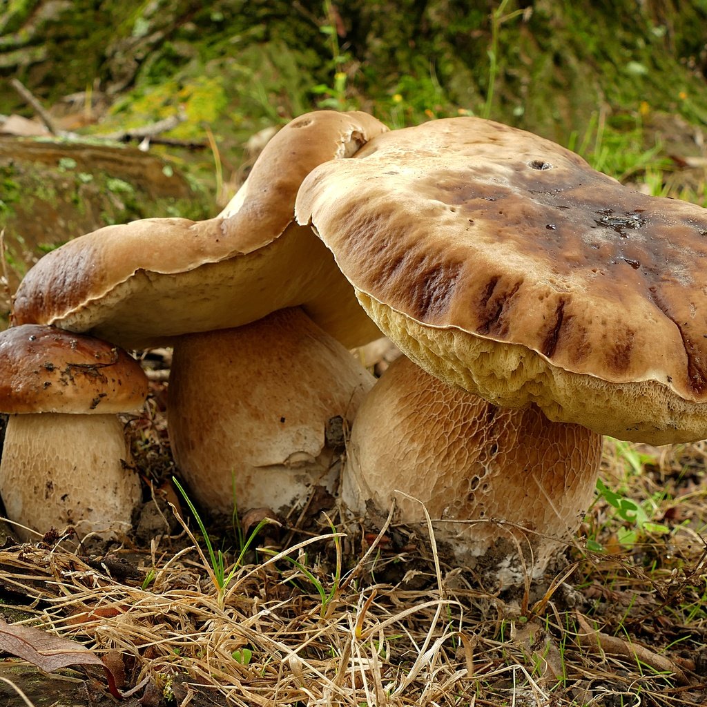 Обои трава, природа, грибы, белый гриб, grass, nature, mushrooms, white mushroom разрешение 4923x2976 Загрузить