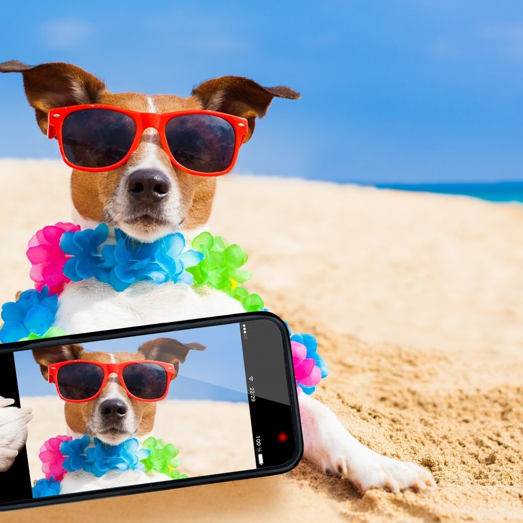 Обои море, телефон, песок, селфи, пляж, джек-рассел-терьер, мордочка, взгляд, очки, собака, юмор, sea, phone, sand, selfie, jack russell terrier, beach, muzzle, look, glasses, dog, humor разрешение 2560x1600 Загрузить