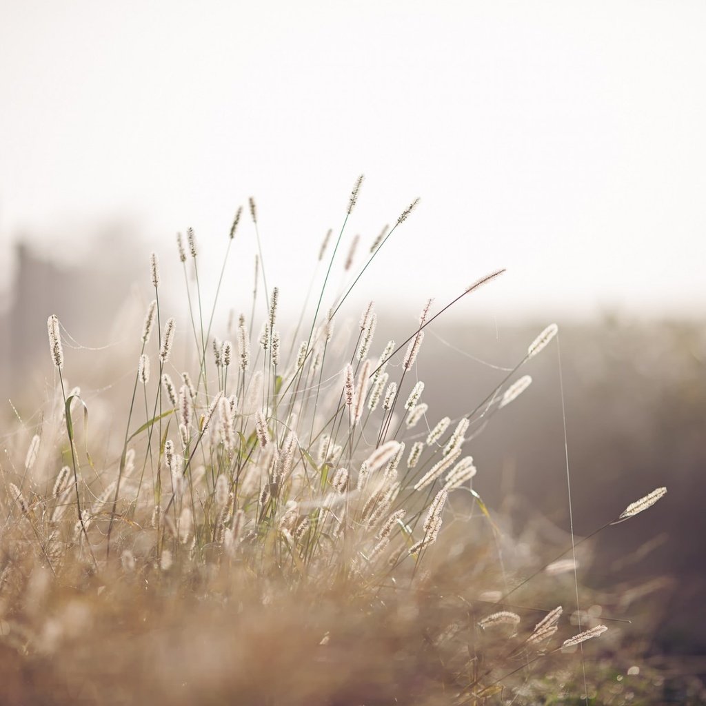 Обои трава, макро, забор, размытость, колоски, grass, macro, the fence, blur, spikelets разрешение 1920x1200 Загрузить