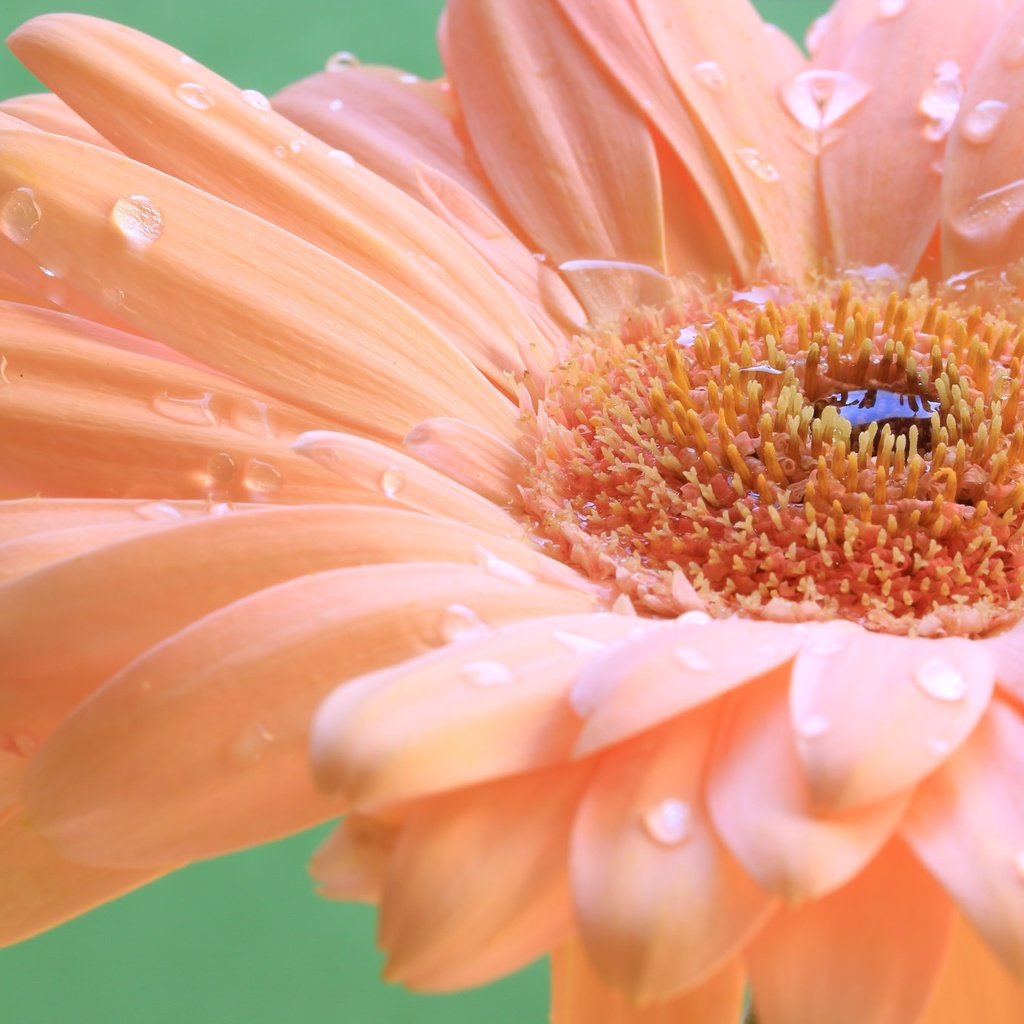 Обои макро, капли, лепестки, гербера, macro, drops, petals, gerbera разрешение 2048x1365 Загрузить