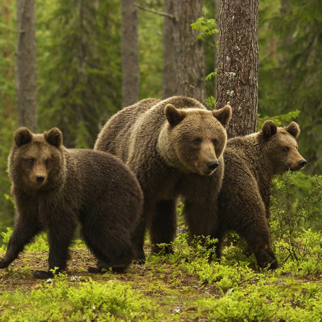 Обои медведи, медведица, медвежата, sylwia domaradzka, bears, bear разрешение 1920x1200 Загрузить