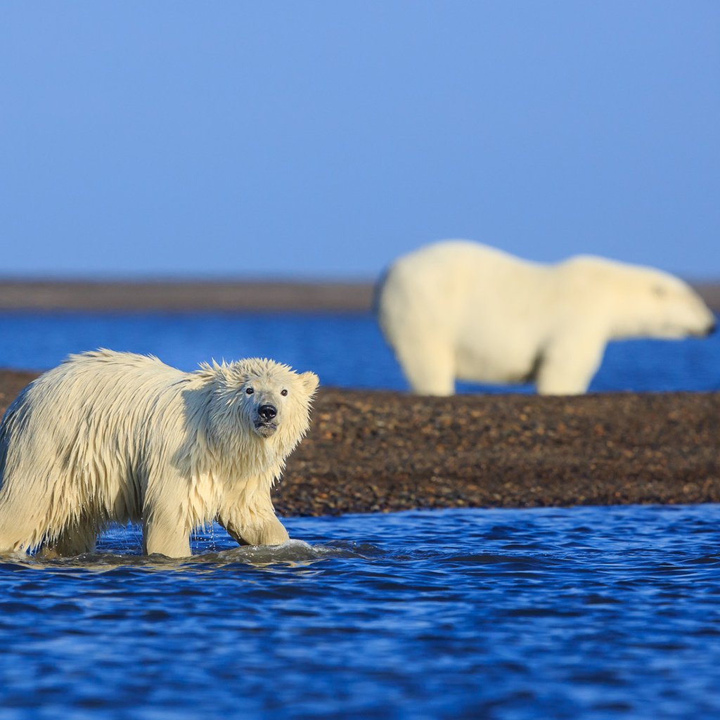 Обои медведи, аляска, арктика, белые медведи, david swindler, bears, alaska, arctic, polar bears разрешение 1920x1200 Загрузить