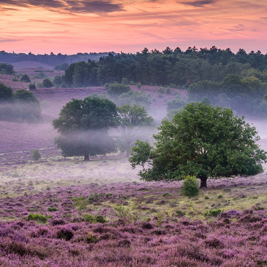 Обои цветы, природа, лес, утро, туман, поле, кусты, flowers, nature, forest, morning, fog, field, the bushes разрешение 1920x1200 Загрузить