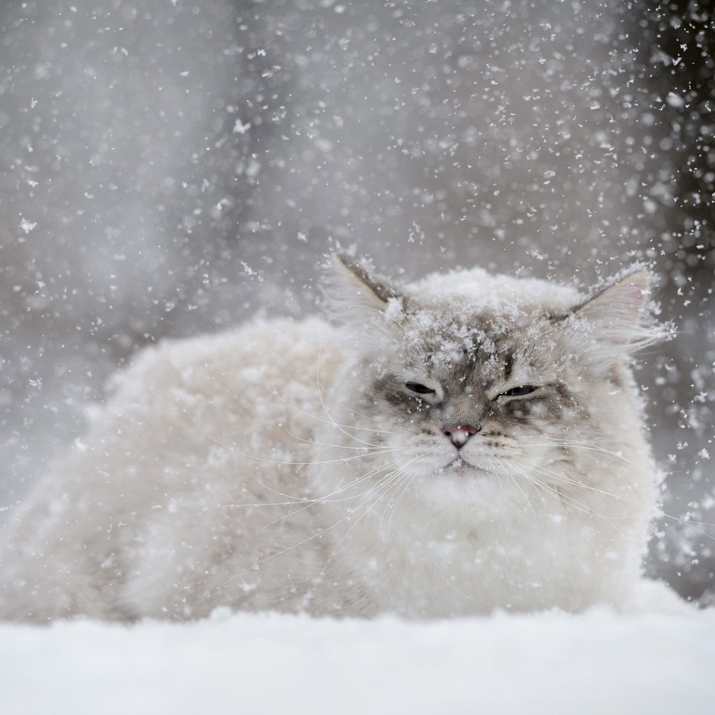 Обои снег, зима, кот, мордочка, усы, кошка, взгляд, снегопад, snow, winter, cat, muzzle, mustache, look, snowfall разрешение 2880x1800 Загрузить