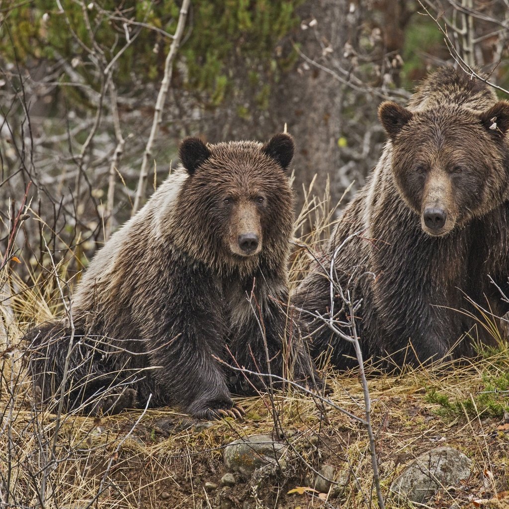 Обои лес, медведь, хищник, медведи, forest, bear, predator, bears разрешение 4000x2702 Загрузить