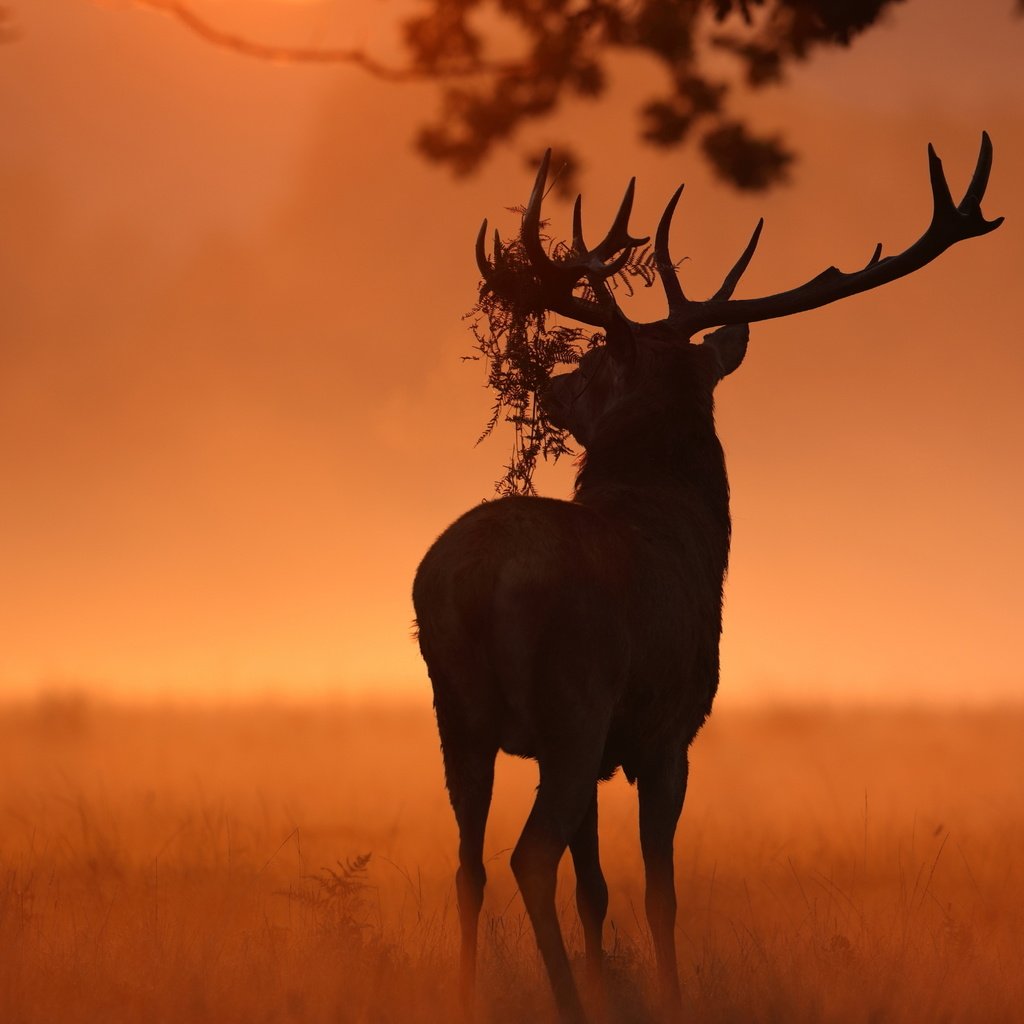 Обои природа, олень, животное, рога, солнечный свет, nature, deer, animal, horns, sunlight разрешение 2560x1707 Загрузить