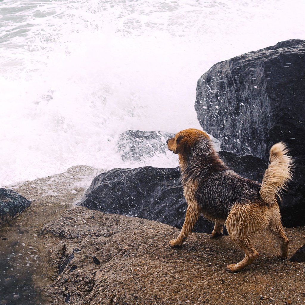 Обои река, камни, собака, всплеск, river, stones, dog, splash разрешение 4105x2736 Загрузить