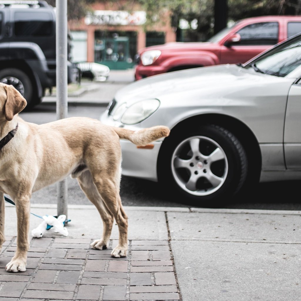 Обои город, взгляд, собака, улица, ошейник, автомобили, the city, look, dog, street, collar, cars разрешение 4766x2682 Загрузить