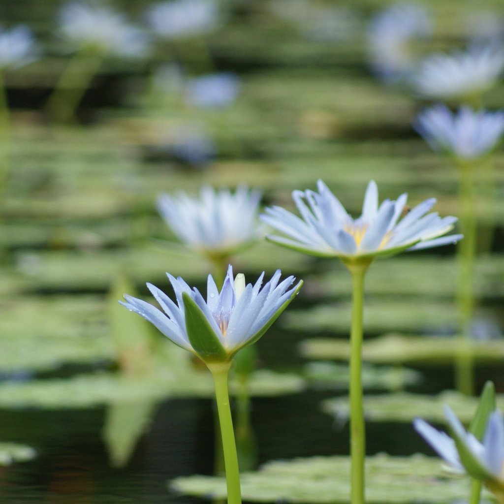 Обои цветы, озеро, лепестки, кувшинки, водяная лилия, flowers, lake, petals, water lilies, water lily разрешение 4592x2576 Загрузить