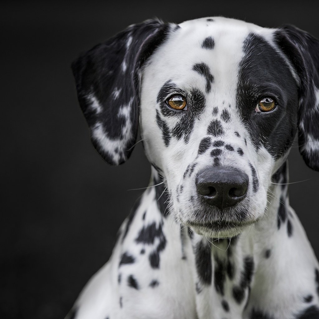 Обои глаза, мордочка, взгляд, далматин, cобака, eyes, muzzle, look, dalmatian, dog разрешение 2048x1365 Загрузить