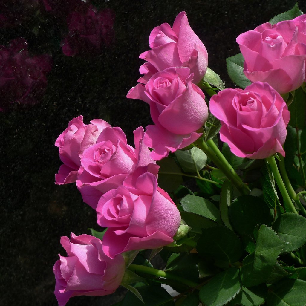 Обои цветы, бутоны, розы, лепестки, розовый, куст, flowers, buds, roses, petals, pink, bush разрешение 3264x2448 Загрузить
