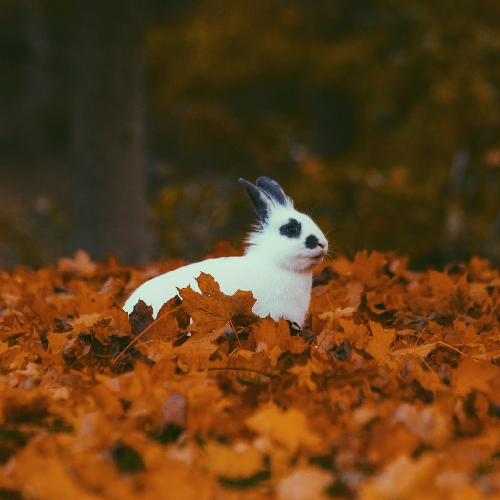 Обои листья, листва, осень, кролик, животное, уши, leaves, foliage, autumn, rabbit, animal, ears разрешение 5184x3456 Загрузить