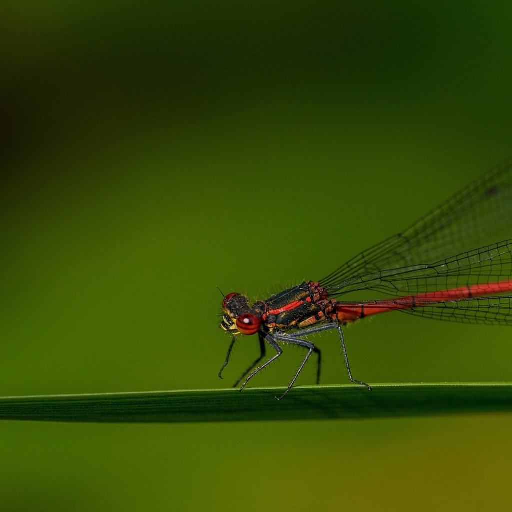 Обои насекомое, крылья, стрекоза, травинка, insect, wings, dragonfly, a blade of grass разрешение 3840x2160 Загрузить