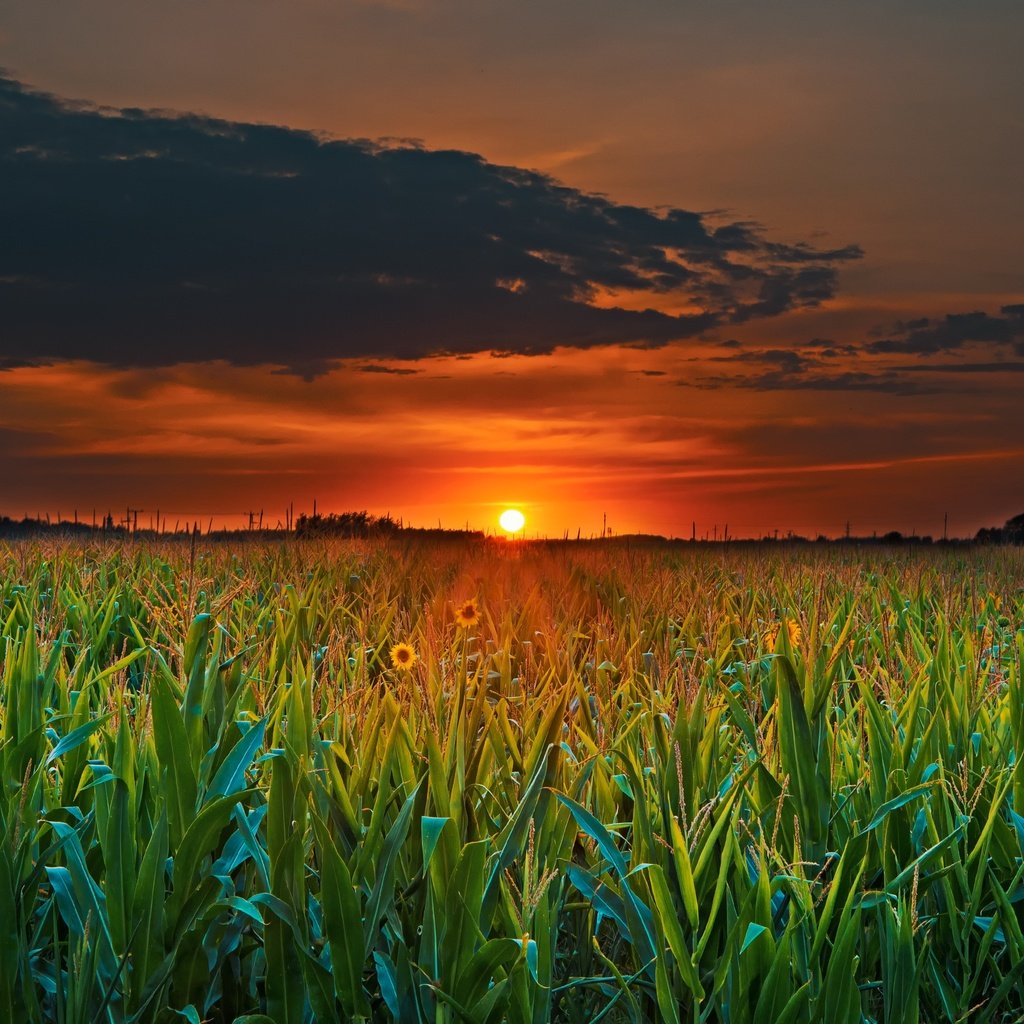 Обои облака, солнце, растения, закат, поле, горизонт, сумерки, clouds, the sun, plants, sunset, field, horizon, twilight разрешение 3000x2000 Загрузить