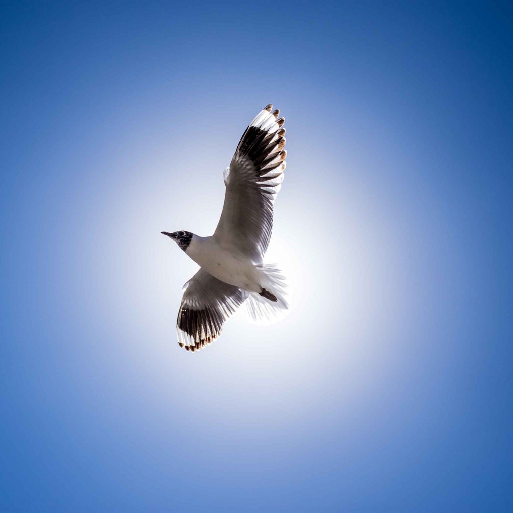 Обои полет, крылья, чайка, птица, клюв, перья, голубое небо, flight, wings, seagull, bird, beak, feathers, blue sky разрешение 3000x2000 Загрузить