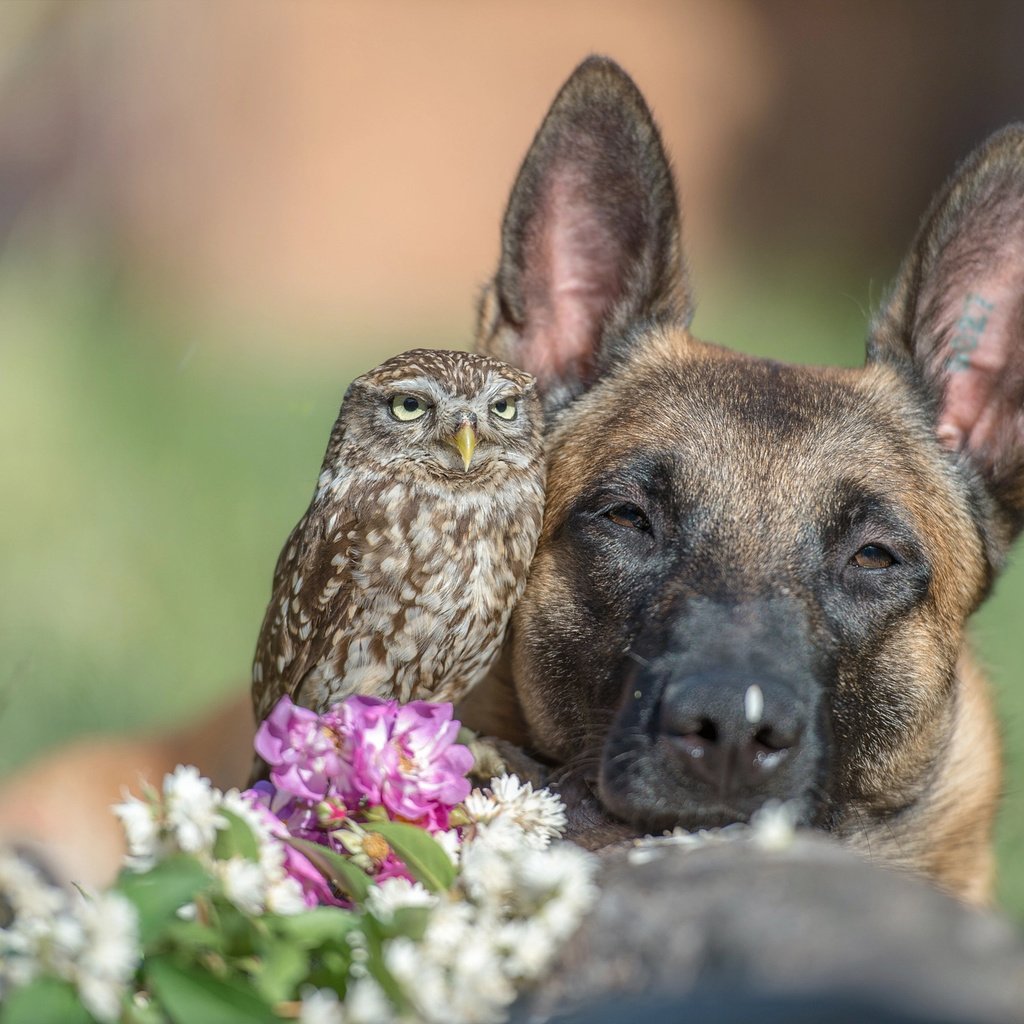 Обои морда, цветы, сова, собака, птица, животное, пес, овчарка, tanja brandt, face, flowers, owl, dog, bird, animal, shepherd разрешение 2048x1360 Загрузить