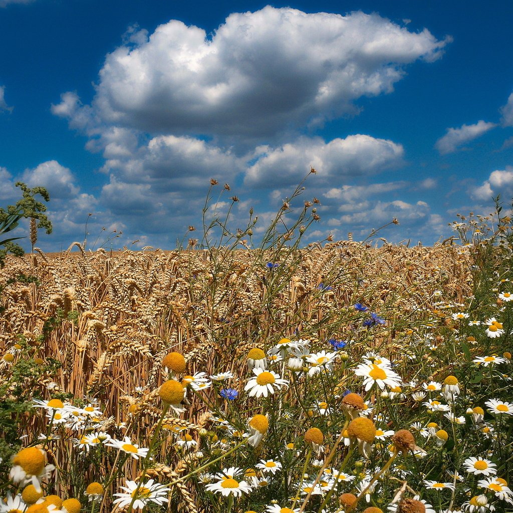 Обои небо, цветы, облака, поле, лето, пшеница, ромашки, васильки, the sky, flowers, clouds, field, summer, wheat, chamomile, cornflowers разрешение 2006x1500 Загрузить