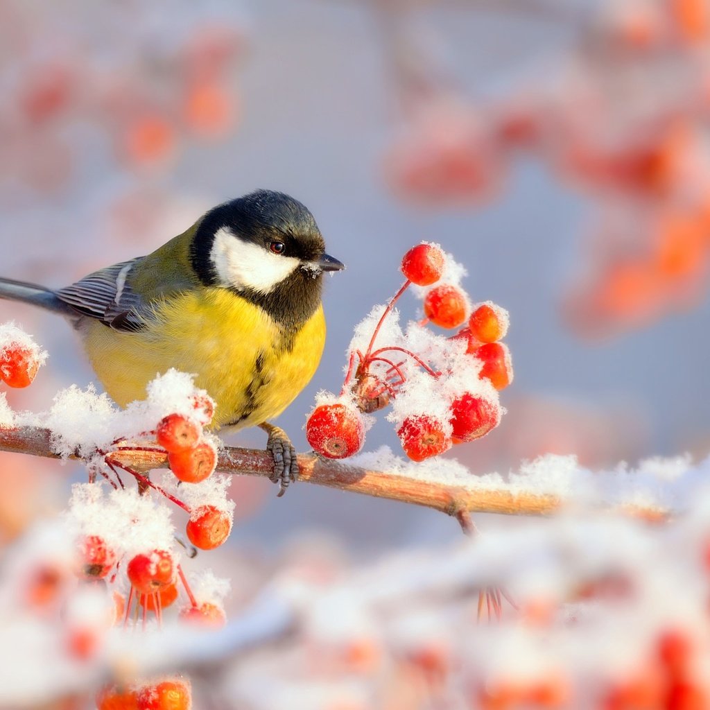 Обои ветка, снег, природа, зима, мороз, иней, птица, ягоды, синица, tit, branch, snow, nature, winter, frost, bird, berries разрешение 2048x1535 Загрузить