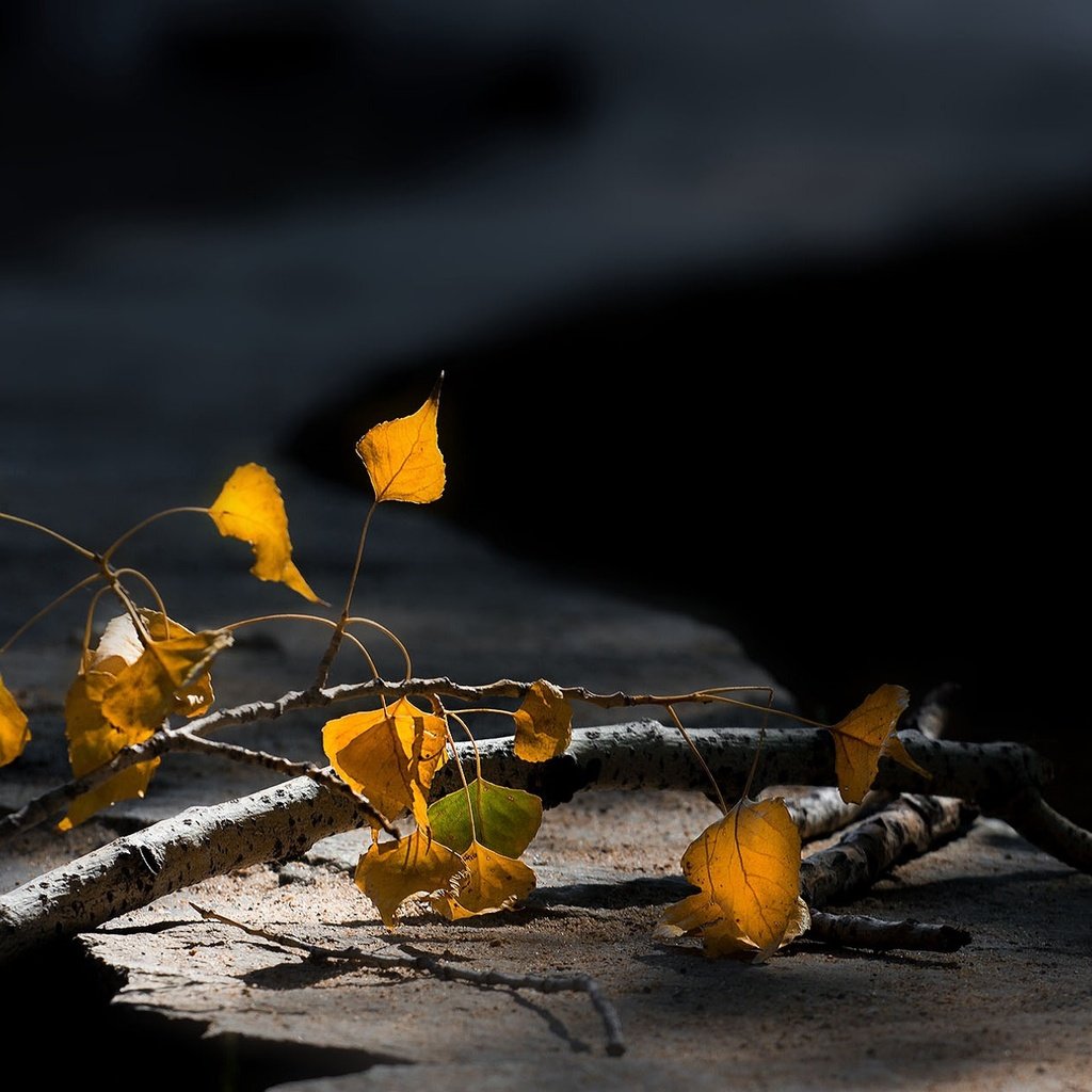 Обои ветка, макро, осенние листья, размытый задний фон, branch, macro, autumn leaves, blurred background разрешение 1920x1267 Загрузить