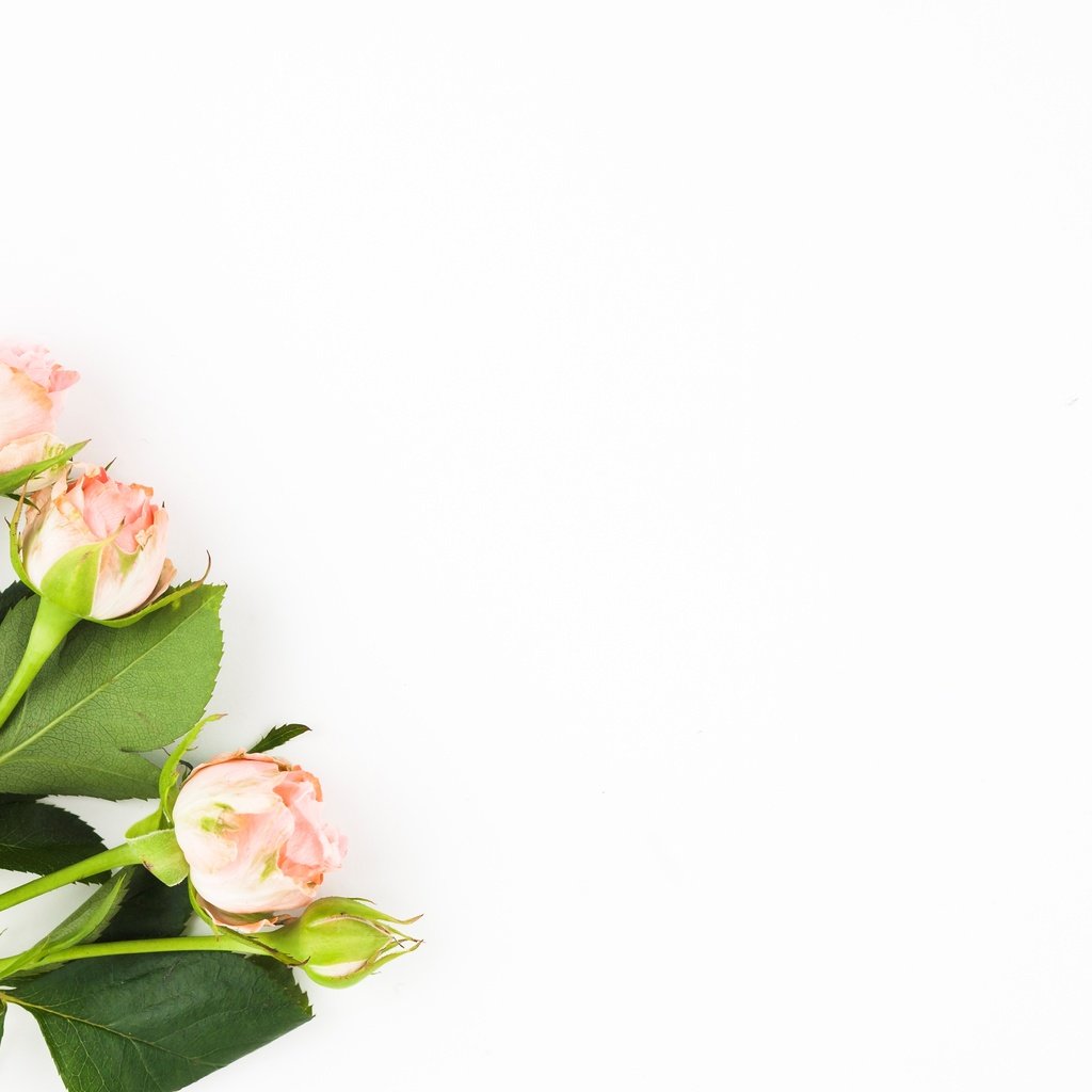 Обои бутоны, фон, розы, белый, букет, buds, background, roses, white, bouquet разрешение 5018x2921 Загрузить