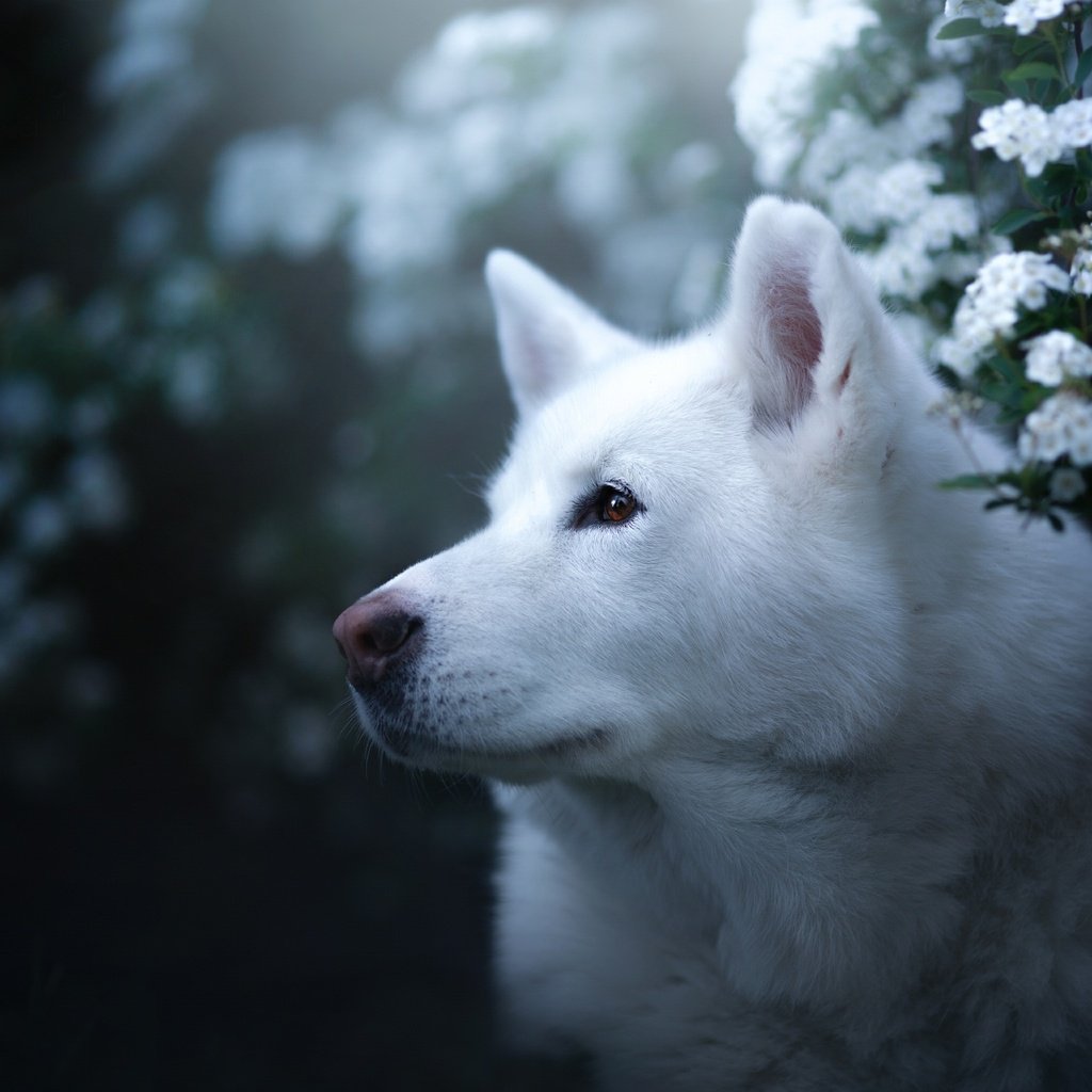 Обои морда, портрет, взгляд, собака, хаски, цветки, боке, face, portrait, look, dog, husky, flowers, bokeh разрешение 2048x1365 Загрузить