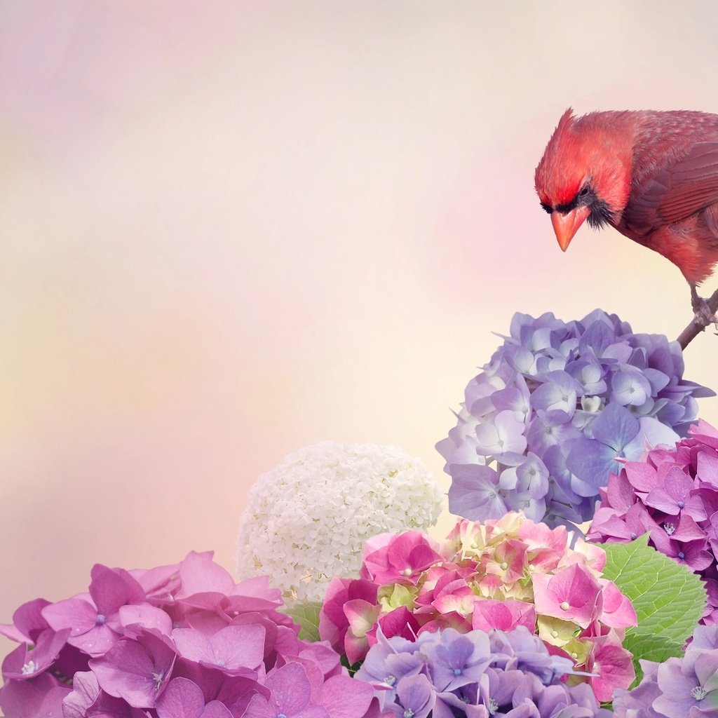 Обои цветы, птица, кардинал, гортензия, flowers, bird, cardinal, hydrangea разрешение 2048x1280 Загрузить