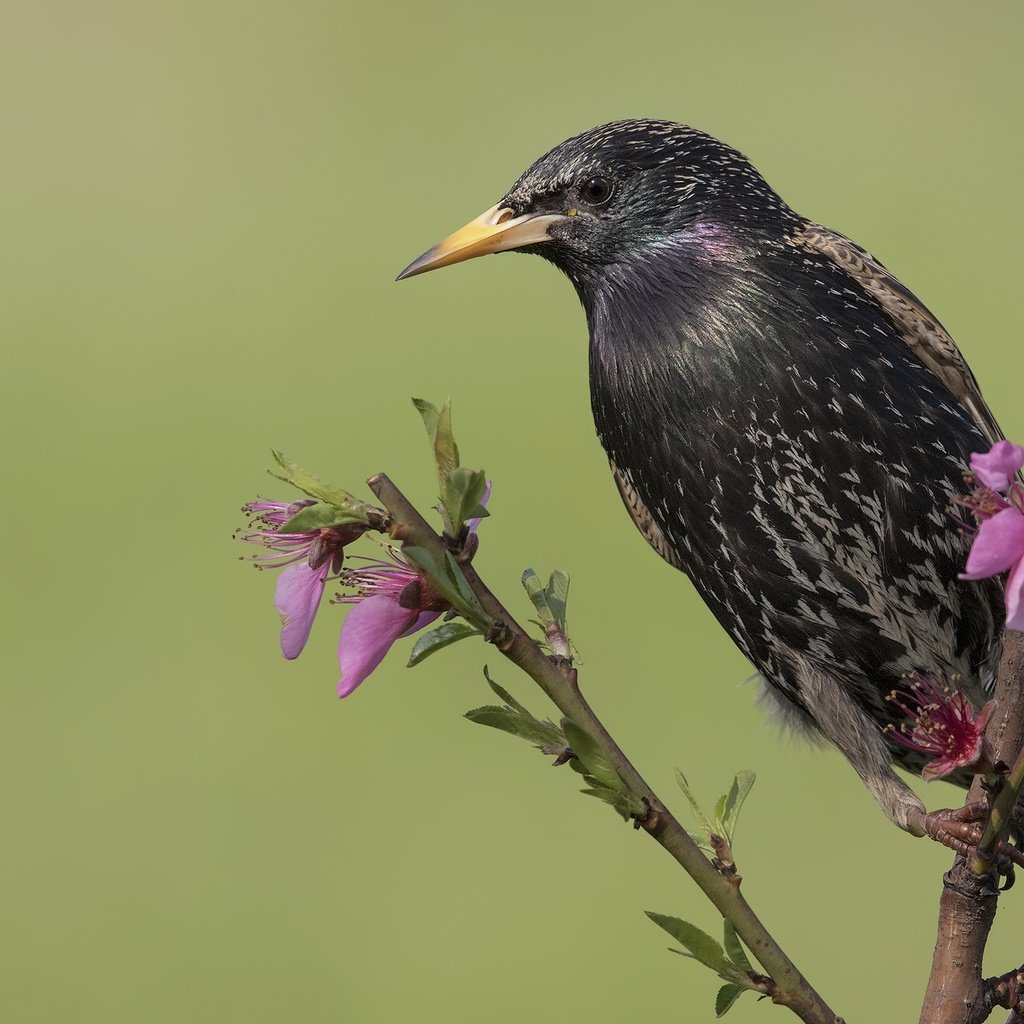 Обои цветы, ветка, птица, клюв, скворец, flowers, branch, bird, beak, starling разрешение 2400x1465 Загрузить