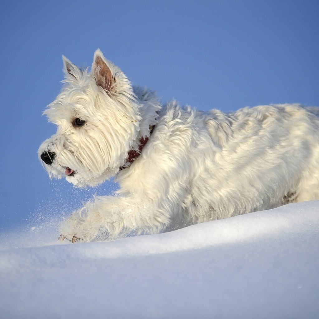 Обои снег, зима, собака, вест-хайленд-уайт-терьер, snow, winter, dog, the west highland white terrier разрешение 2880x1898 Загрузить