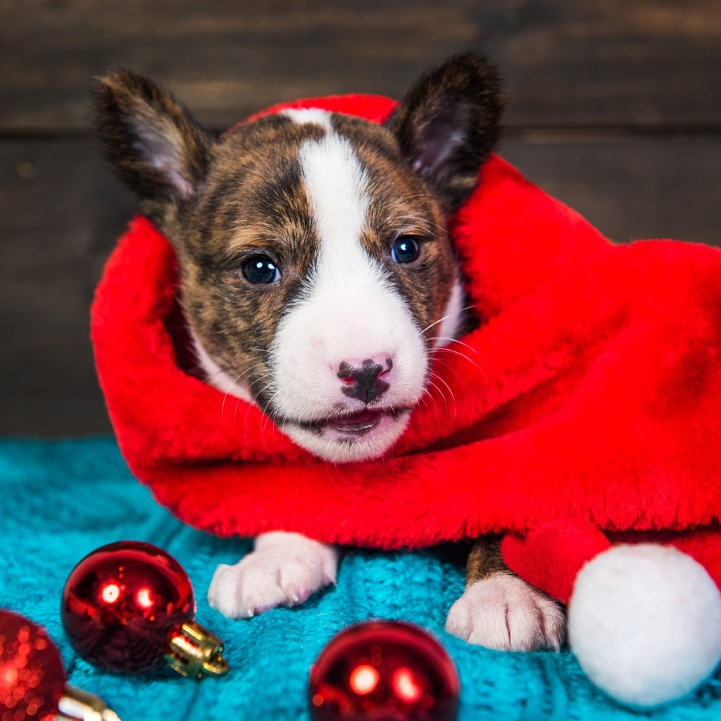 Обои новый год, собака, щенок, малыш, рождество, питбультерьер, питбуль, колпак санты, new year, dog, puppy, baby, christmas, pit bull terrier, pit bull разрешение 2000x1335 Загрузить