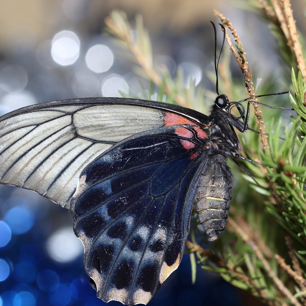 Обои хвоя, насекомое, ветки, бабочка, крылья, боке, needles, insect, branches, butterfly, wings, bokeh разрешение 2592x1728 Загрузить