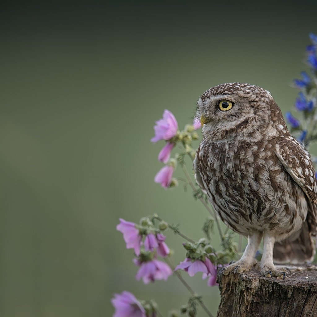 Обои цветы, сова, фон, птица, пень, домовый сыч, flowers, owl, background, bird, stump, the little owl разрешение 2048x1365 Загрузить