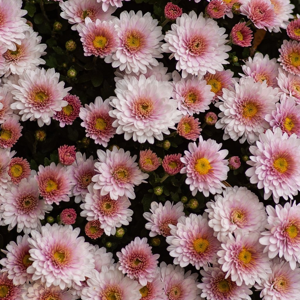 Обои цветы, темный фон, розовые, много, хризантемы, боке, flowers, the dark background, pink, a lot, chrysanthemum, bokeh разрешение 3008x2008 Загрузить