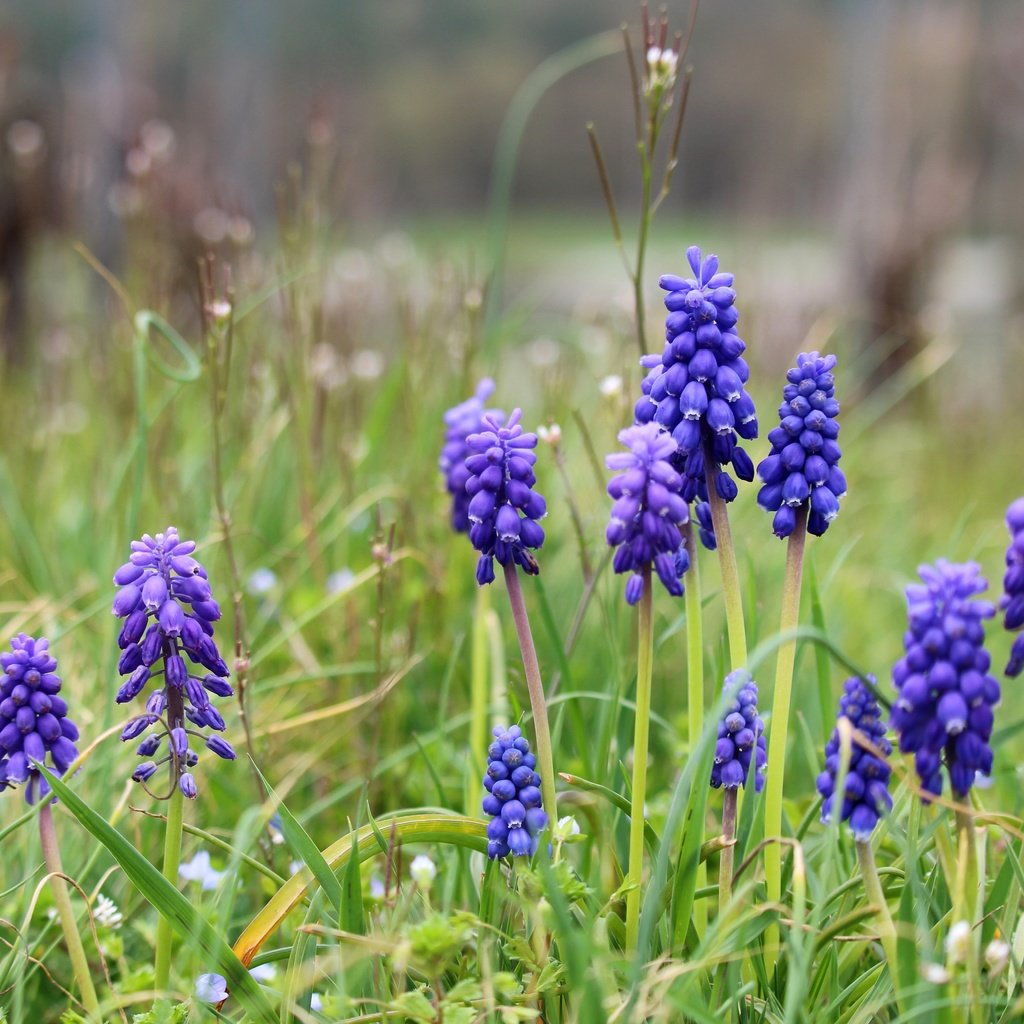 Обои цветы, весна, мускари, мышиный гиацинт, flowers, spring, muscari, hyacinth mouse разрешение 5184x3456 Загрузить