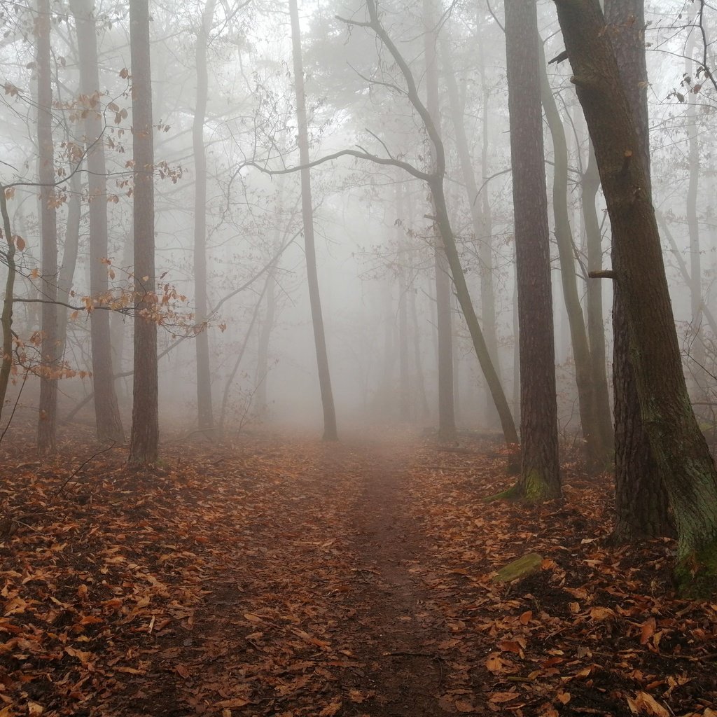 Обои деревья, природа, лес, листья, туман, осень, тропинка, trees, nature, forest, leaves, fog, autumn, path разрешение 4618x3464 Загрузить