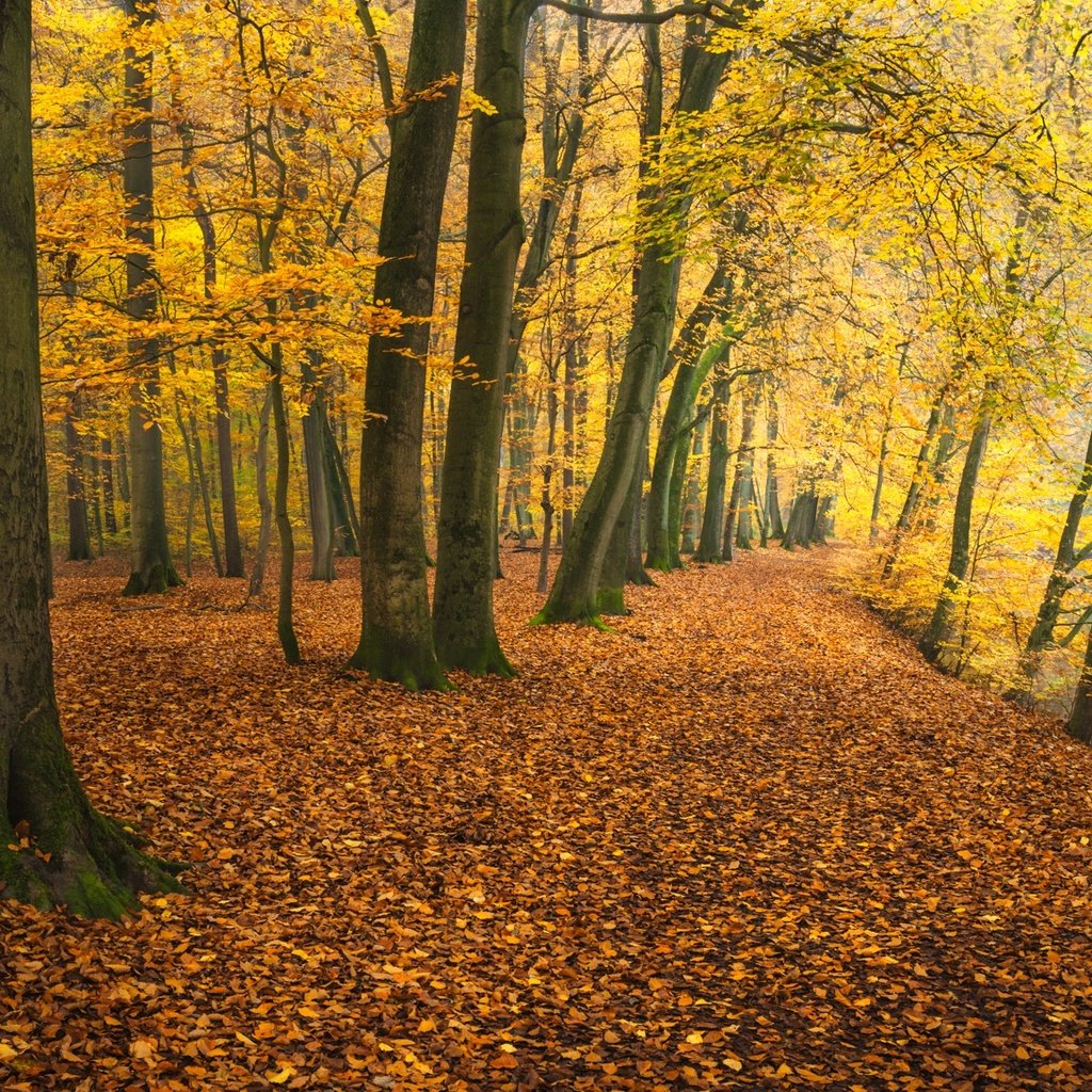 Обои деревья, река, парк, осень, германия, опавшая листва, trees, river, park, autumn, germany, fallen leaves разрешение 2048x1152 Загрузить