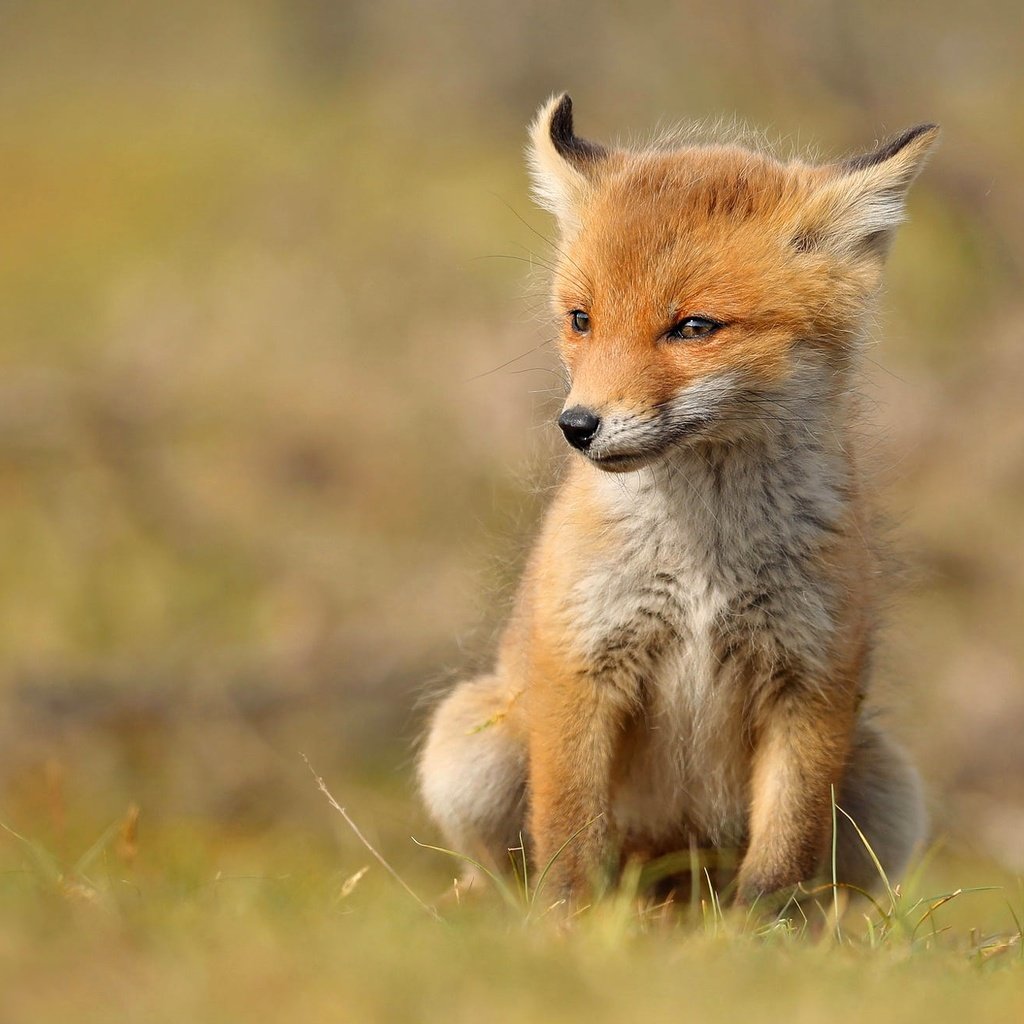 Обои лиса, сидит, малыш, лисенок, fox, sitting, baby разрешение 2000x1305 Загрузить